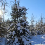 "Ziema
 mūs nespēj pārsteigt"- ziema ir mans mīļakais gadalaiks, jo sniegs 
apklāj visu ar baltu segu. Fotogrāfijā attēlota ziemas ainava Zantē.