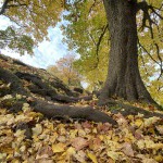 "Sakņu
 trepes"- Kandavas Pilskalna taciņa no cita skatupunkta. Pilskalns visos
 gadalaikos ir burvīgs, taču rudenī tas ir kā pasakās- noklāts ar zelta 
paklāju.