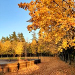Attēls
 uzņemts pie hokeja laukuma Kandavā. Tajā redzami sārtās, dzeltenās 
krāsās iekrāsojušies koki, kas ieskauj hokeja laukumu, kā arī lapu 
paklājs zem kokiem.