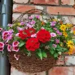 Lauku sēta "Kangari"