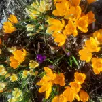 10&nbsp;000 krokusi&nbsp;&nbsp;"Kangaros"