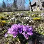 10&nbsp;000 krokusi&nbsp;&nbsp;"Kangaros"