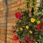 Lauku sēta "Kangari"