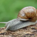 Vīngliemežu audzētava