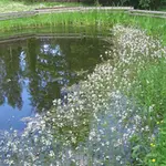 Lauku sēta "Kangari"